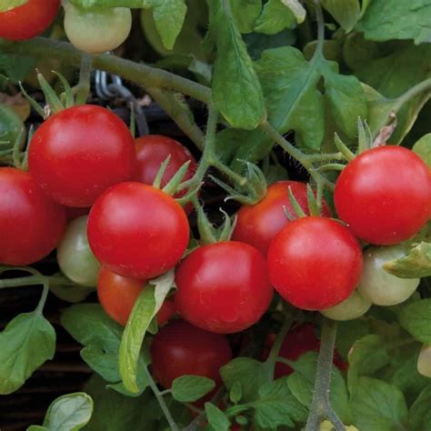 15 Different Types Of Tomato Plants With Pictures Yard Surfer