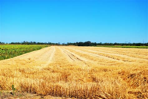 Free Images Field Wheat Prairie Food Harvest Crop Pasture Soil