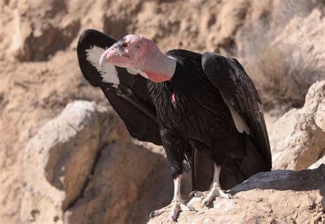 Giant California Condors Invade Residents Home Endangered Species Has
