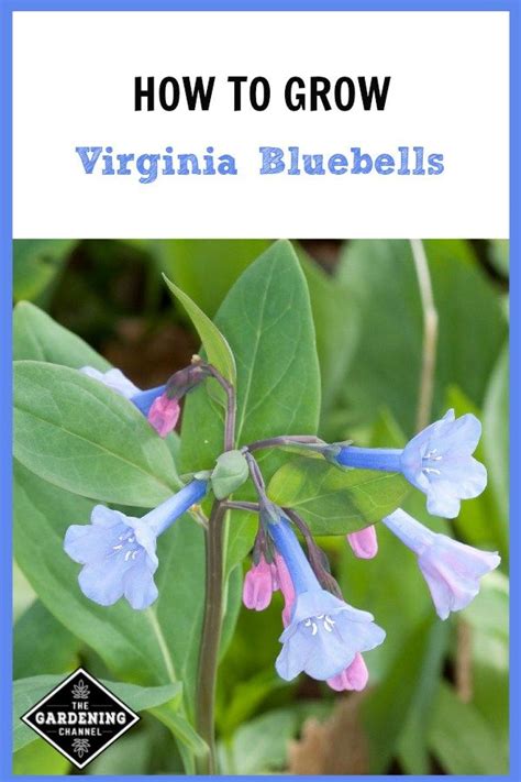 How To Grow Virginia Bluebells Virginia Bluebells Bluebells Garden