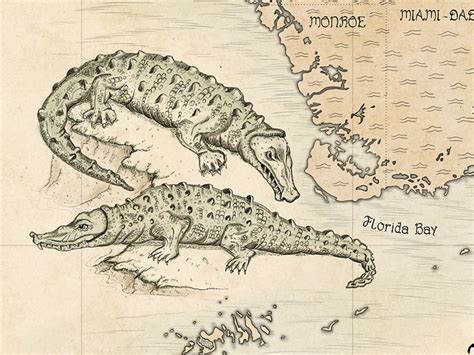 Alligator Map Illustration For The Map Of Florida Click To Reveal The