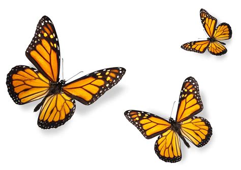 mariposa monarca significado - Buscar con Google | Danaus plexippus, Mariposa monarca, Monarcas
