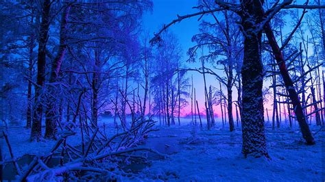 Morning At The River Sweden Winter Scandinavia Snow Colors Trees