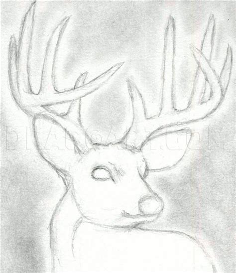 How To Draw A Deer Head Buck Dear Head Step By Step Drawing Guide