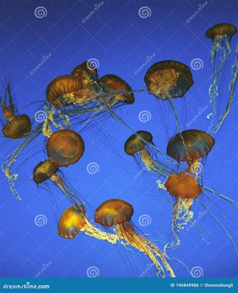 Purple Stripped Jellyfish Pelagia Noctiluca Stock Photo Image Of