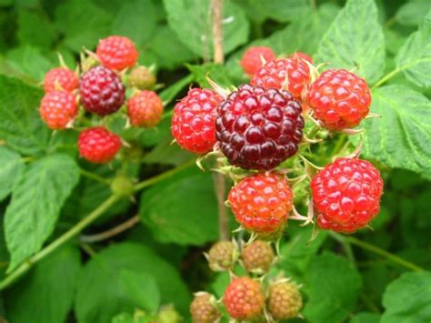 How To Plant Raspberries Care Of Raspberry Plants With Images