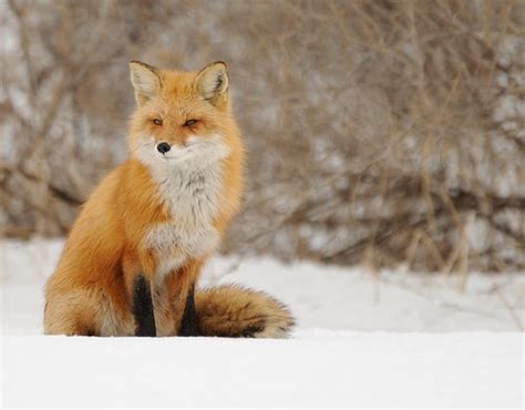 Renard Roux Red Fox Rolland Gelly Flickr