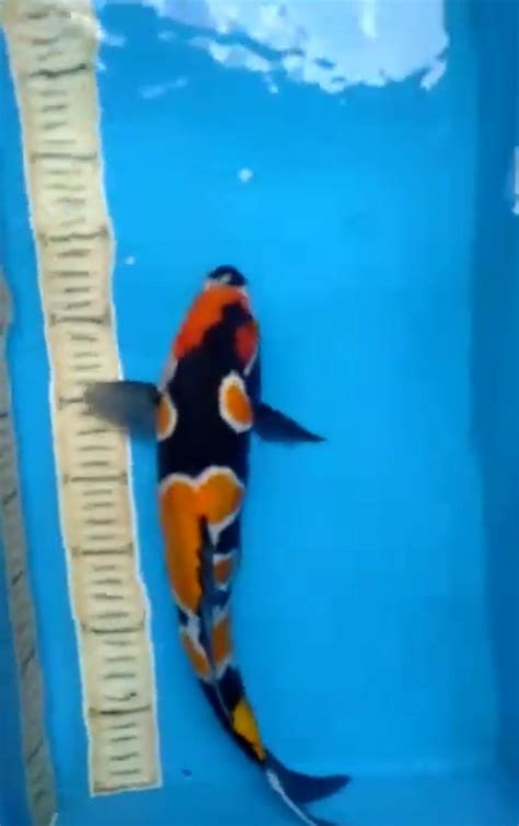 The Most Beautiful Koi I Have Ever Seen Rkoi