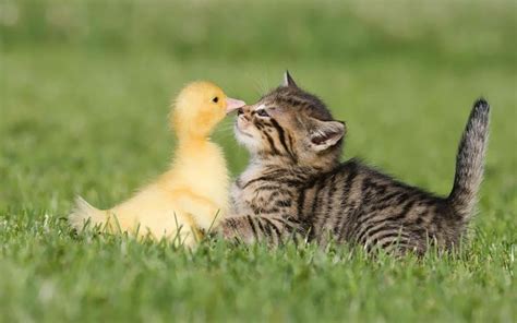 Duck Kissing Cat I Love Animals Pinterest Cats And Ducks