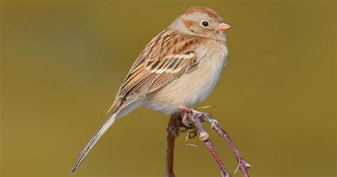 Field Sparrow Identification All About Birds Cornell Lab Of Ornithology