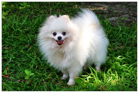 We did not find results for: Flashbacks: One Pomeranian Puppy