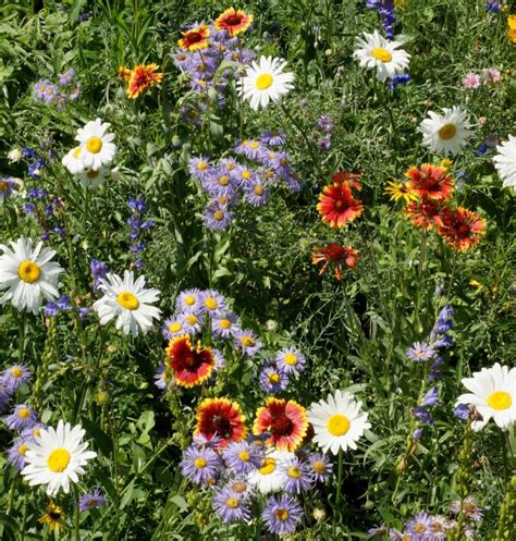 Mountain Wildflower Mix High Elevation Wildflower Mix Great Basin Seed