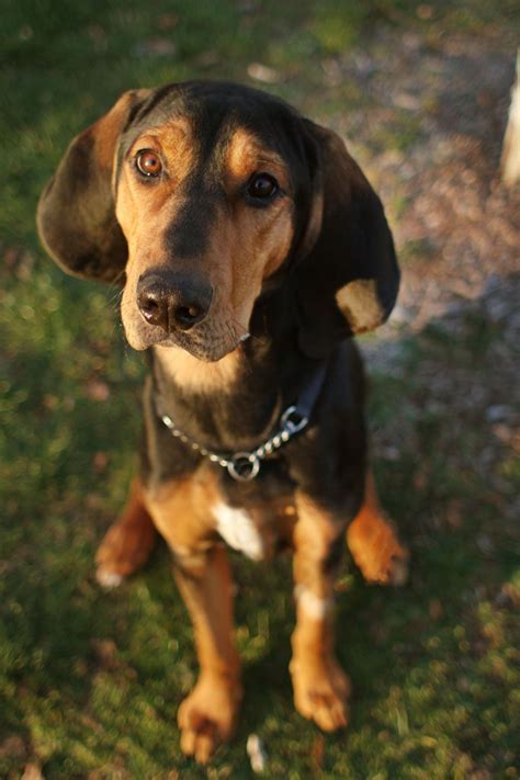 George Black And Tan Coonhound Coonhound Puppies Super Cute Puppies