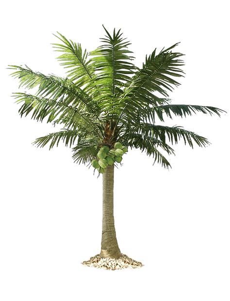 Download Palm Tree Png HQ PNG Image | FreePNGImg