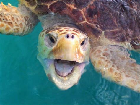 Happy Sea Turtle From The Turtle Hospital In Florida Rturtle