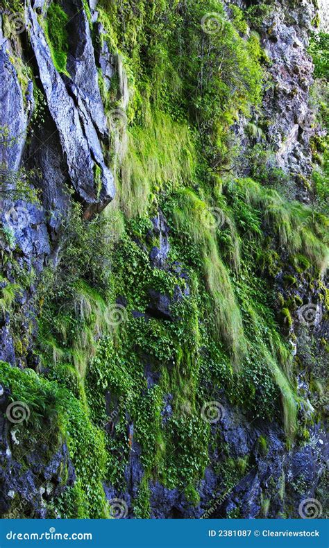 Moss And Plants On The Cliff Stock Image Image Of Environment Hard