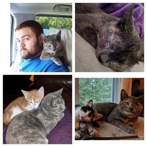 Please scroll down to the contact info below. Lost Cat Domestic Short Hair in NEW HARTFORD, CT - Lost My ...