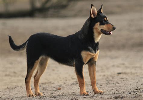 Australian Kelpie Dog Breed Information All You Need To Know Dog