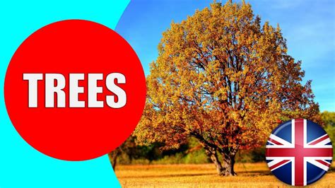 Learn About Trees For Kids Children Vocabulary Trees Video For