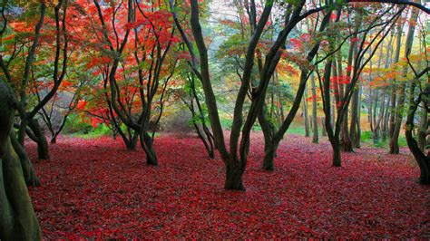 Colorful Autumn Trees With Red Leaves On Ground Hd Nature Wallpapers Hd Wallpapers Id 55401