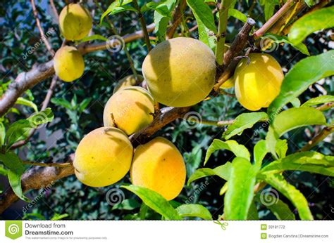 Peaches On Tree Stock Photo Image Of Summer Peaches 33181772