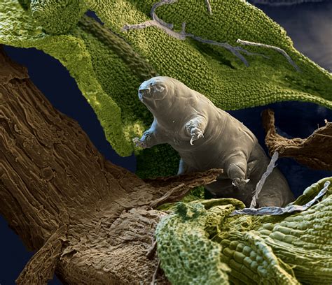 Without water, life as we know it would not exist. The Tardigrade: Practically Invisible, Indestructible ...