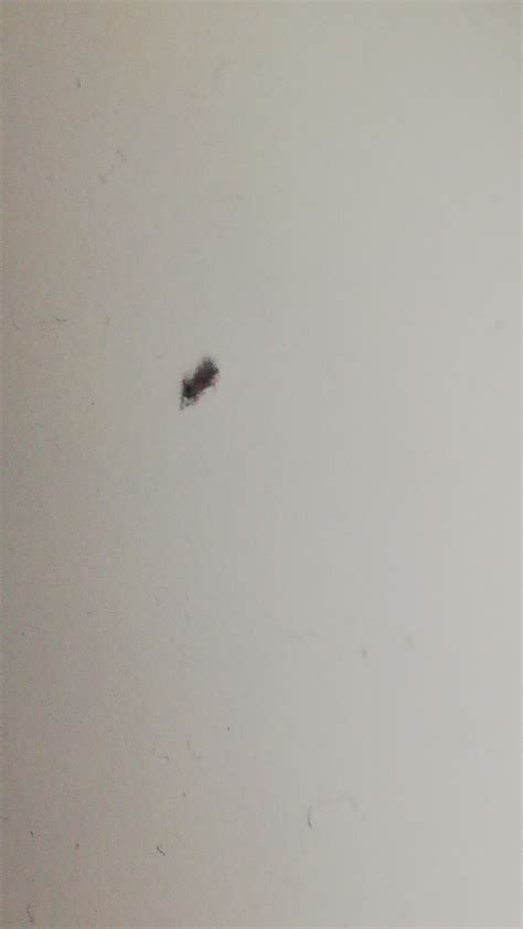 Maycintadamayantixibb Tiny Bugs In Bathroom With Long Antennae