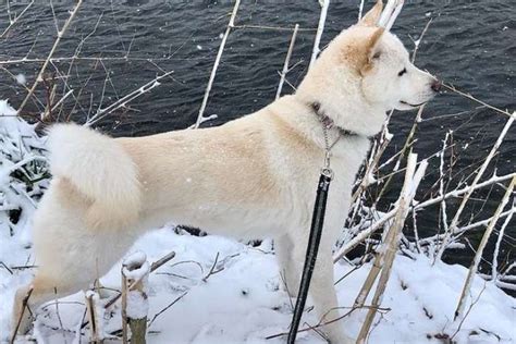 Perro Hokkaido Inu Cuidados Carácter Curiosidades Y Fotos Feelcats