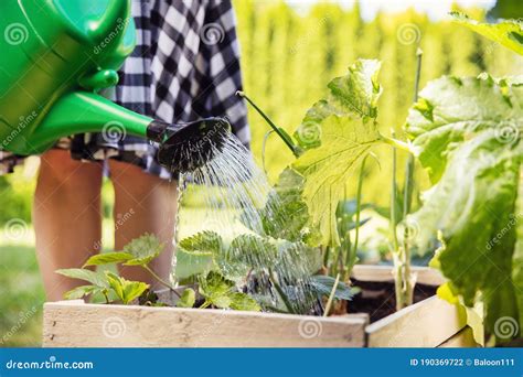 Woman Waters The Plants Stock Photo Image Of Working 190369722