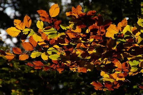Autumn Leaves Tree Branch Forest Free Stock Photo Public Domain Pictures