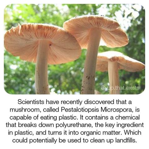 We Know Mushroom Are Magical With Images Fun Facts Save Earth The