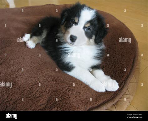 Australian Shepherd Puppy Laying On Dog Bed Stock Photo Alamy