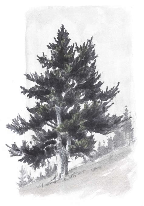 54 Best How To Draw Realistic Trees Plants Bushes And Rocks Images On