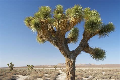 Joshua Tree National Park In The Mojave Desert Mojave Desert Sonoran