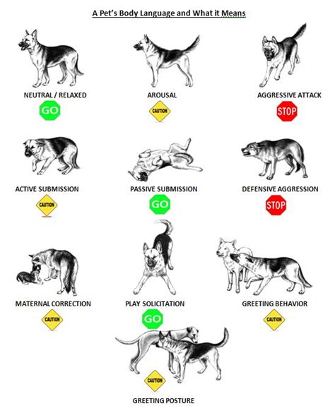 1000 Images About Dog Body Language On Pinterest To Be