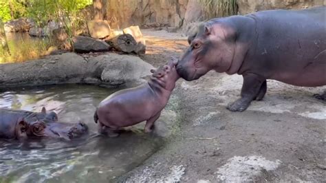Fiona Still Learning To Be Polite To Baby Hippo Brother Fritz