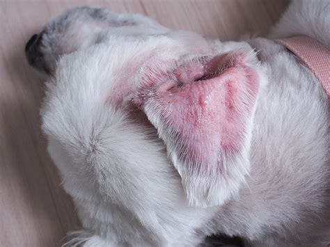 Dog Ear Hematoma Causes Signs And Treatments Vet Answer Pet This
