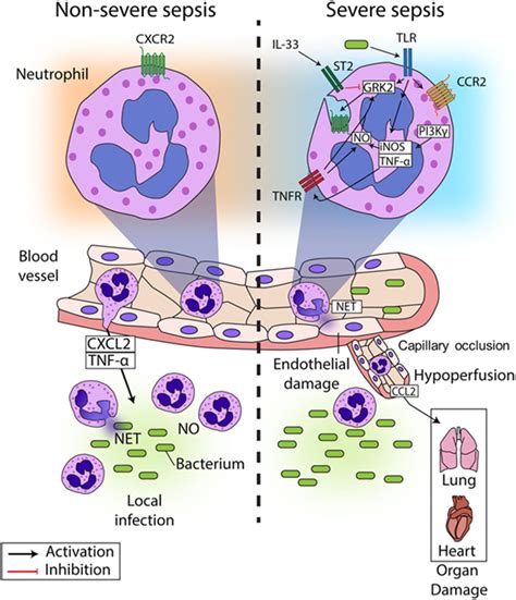 Frontiers Paradoxical Roles Of The Neutrophil In Sepsis Protective