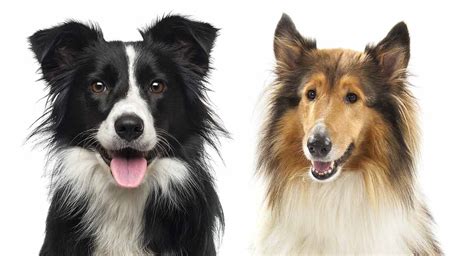 Are Border Collies Good With Other Pets