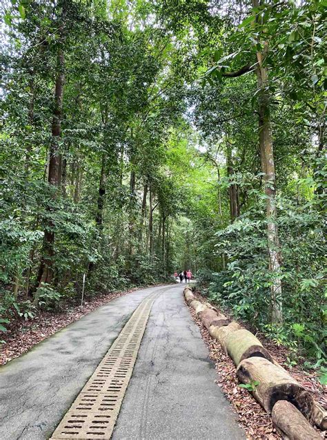 Bukit Timah Nature Reserve Explore Singapore Hidden Nature Gem