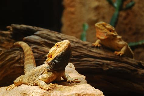 Common Reasons Why Your Bearded Dragons Beard Has Turned Black