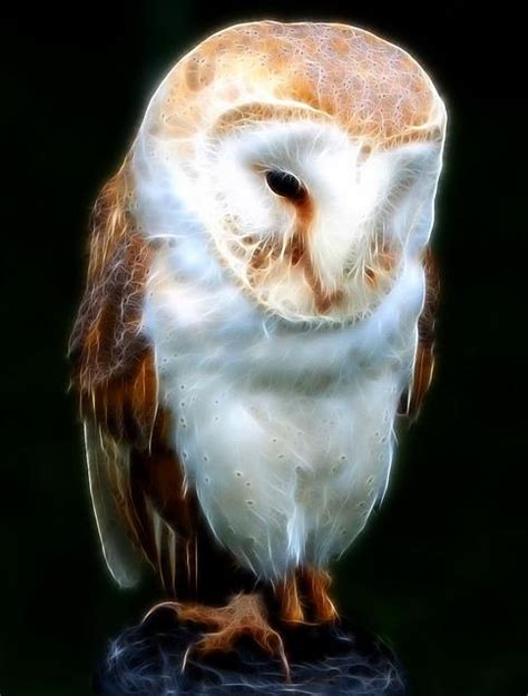 So Cute Barn Owl Fractal Art Beautiful Owl