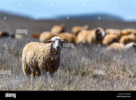 Sheep Cattle Farming Community Hi Res Stock Photography And Images Alamy