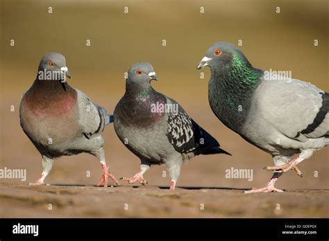 Feral Doves Domestic Pigeon Stock Photo Alamy