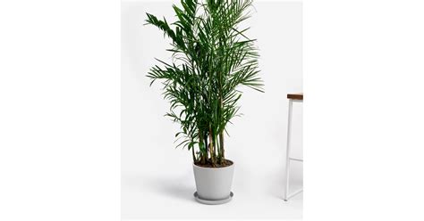 Potted Bamboo Palm Indoor Plant The Best Pet Friendly Plants From