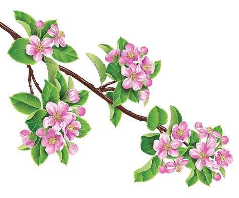 Top 60 Apple Blossom Clip Art Vector Graphics And Illustrations Istock