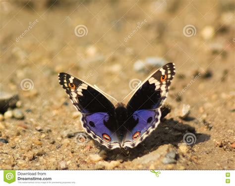Blue Morpho Butterfly On Rock Stock Image Image Of Grey Butterfly