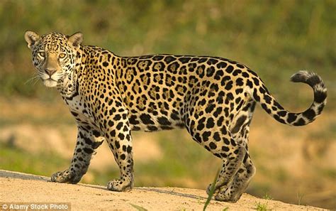 Video Of The Only Known Wild Jaguar In The Us Shows It In Arizona