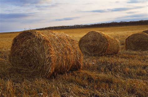 Hay Field Free Stock Photo Public Domain Pictures