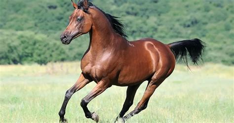 Arabian Horse Horse Breeds List